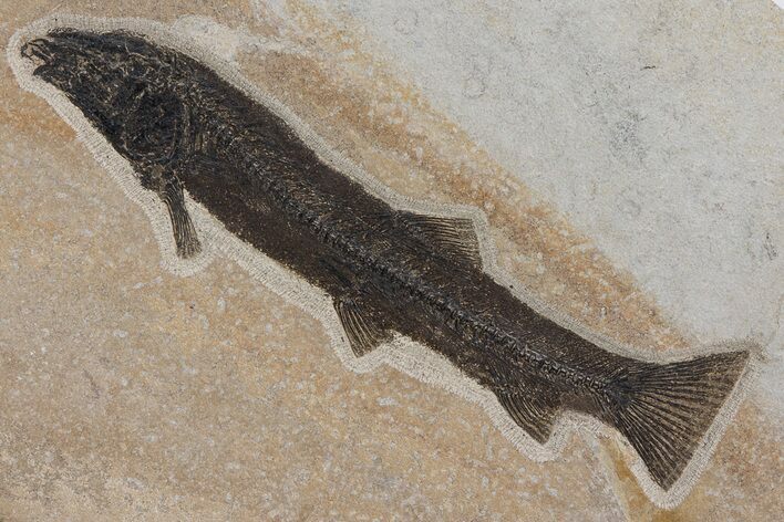 Uncommon Fossil Fish (Notogoneus) - Wyoming #299806